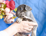 Собаки в Симферополе: мальчик лиловый щенки французского бульдога Мальчик, 80 000 руб. - фото 7