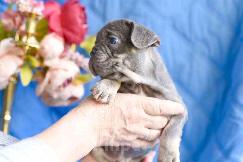 Собаки в Симферополе: мальчик лиловый щенки французского бульдога Мальчик, 80 000 руб. - фото 7