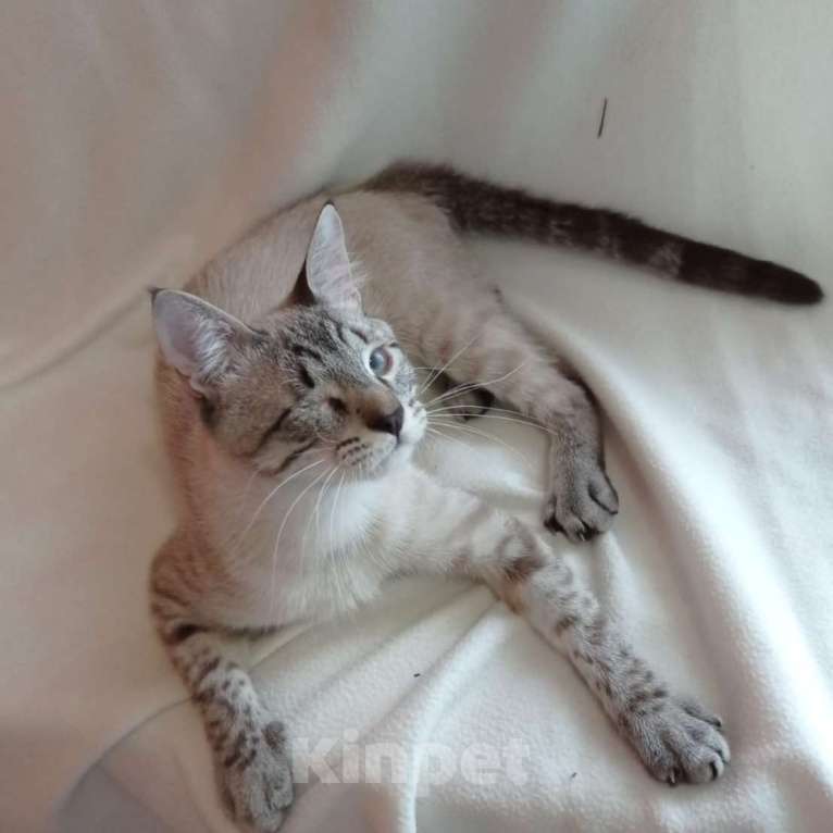 Кошки в Одинцово:  Котёнок Семён в добрые руки Мальчик, Бесплатно - фото 6