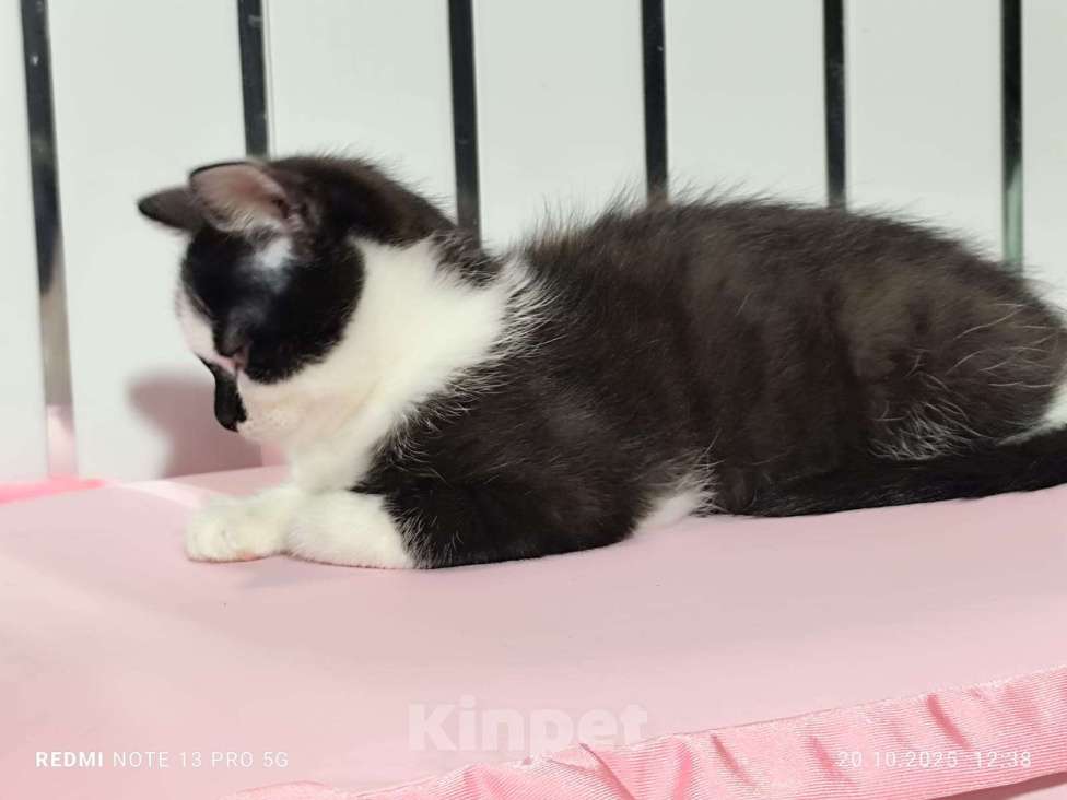 Кошки в Москве: Котенок девочка 2.5 мес. от сибирской кошки Девочка, 1 000 руб. - фото 5