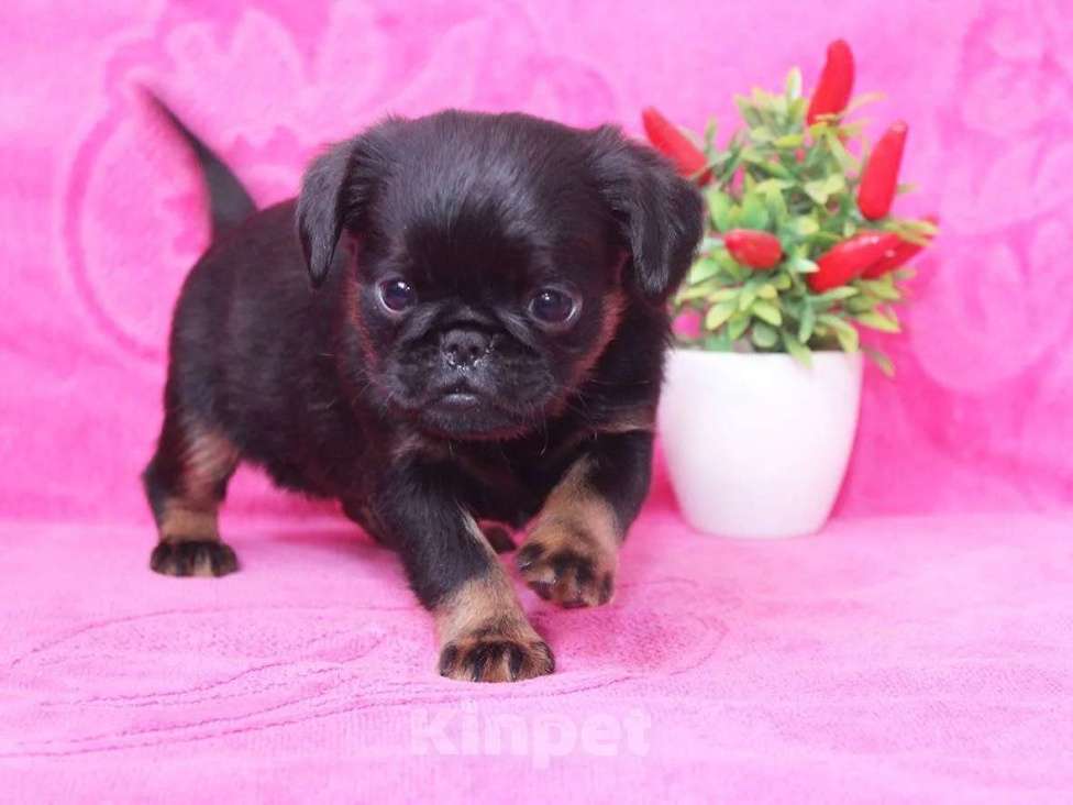 Собаки в Санкт-Петербурге: Ваше счастье Мальчик, 80 000 руб. - фото 5