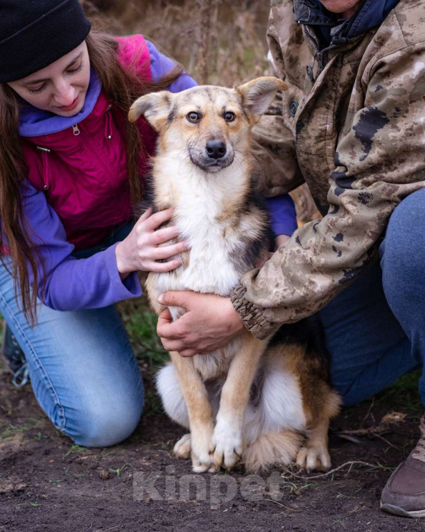 Собаки в Москве: Скромный, небольшой мальчик в добрые руки Мальчик, Бесплатно - фото 6