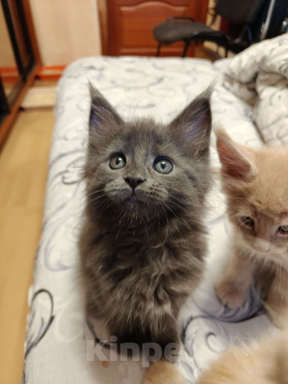 Кошки в Москве: Кошечка-бусинка девочка голубой солид Девочка, 75 000 руб. - фото 1