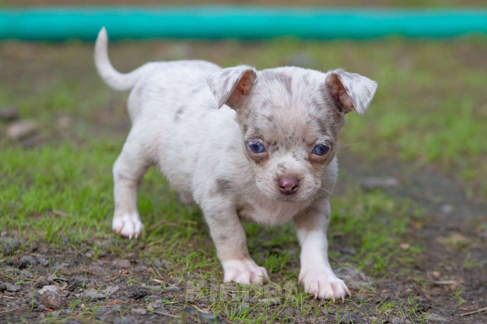 Собаки в Балашихе: Мальчик чихуахуа. Лиловый мерль Мальчик, 30 000 руб. - фото 1