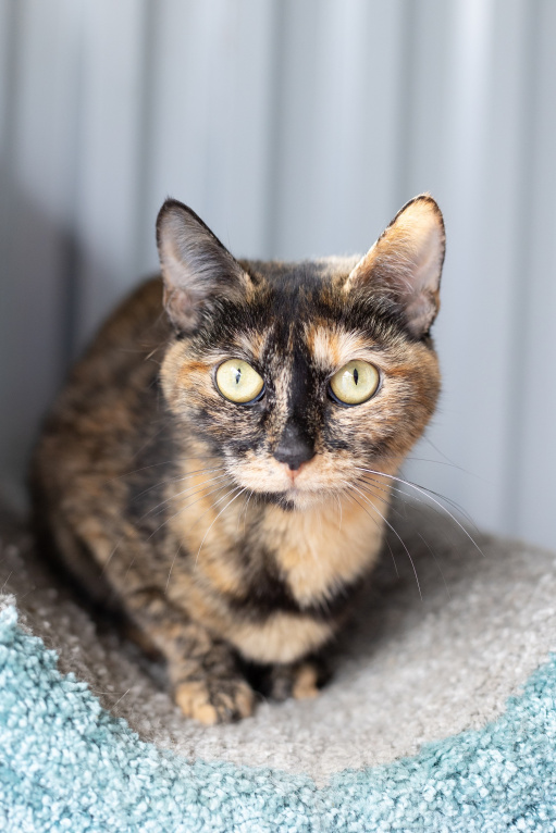 Кошки в Зеленограде: Кошечка Бонька 3 года в добрые руки Девочка, Бесплатно - фото 4