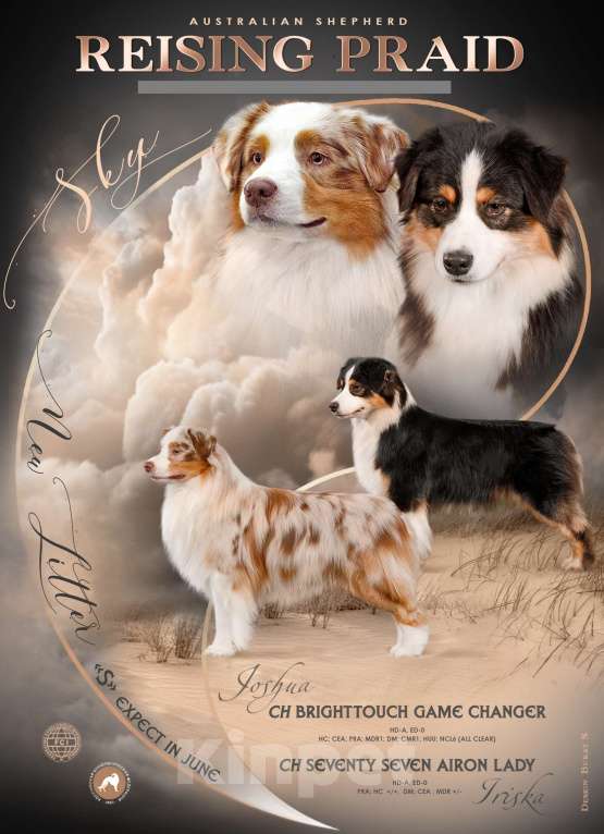 Собаки в Звенигороде: Щенки австралийской овчарки  Рождение 02.06.2025 Мальчик, 60 000 руб. - фото 8