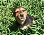 Собаки в Ставрополе: отдам умного щеночка мелкой породы в добрые руки Девочка, Бесплатно - фото 4