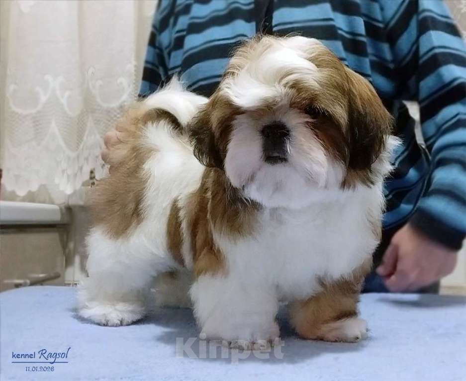 Собаки в Москве: Ши-тцу красивый мальчик. Мальчик, Бесплатно - фото 1