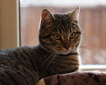 Кошки в Москве: Новогоднее пушистое чудо ищет дом Мальчик, Бесплатно - фото 7
