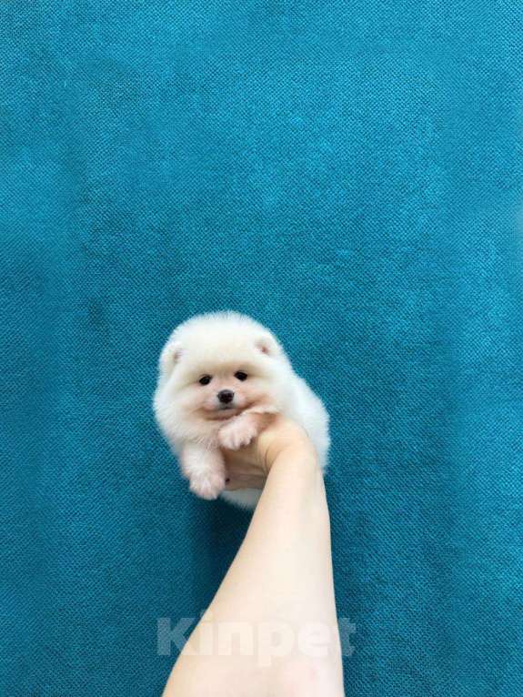 Собаки в Москве: Девочка крем Девочка, 25 000 руб. - фото 1