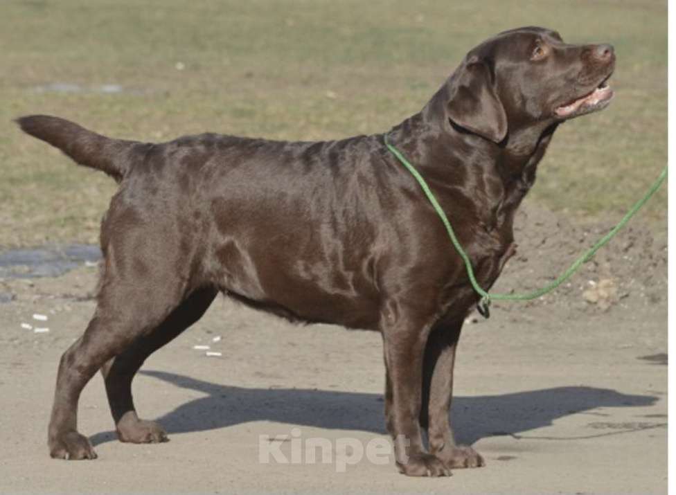 Собаки в других городах Крыма: Щенки лабрадора-ретривера Мальчик, 35 000 руб. - фото 10