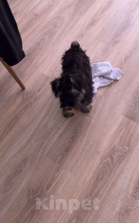 Собаки в Москве: Цвергшнауцер щенок Мальчик, 50 000 руб. - фото 3