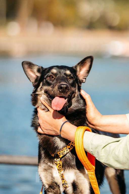 Собаки в Москве: Нуара- девочка душа, очень ждёт свою семью! Девочка, Бесплатно - фото 2