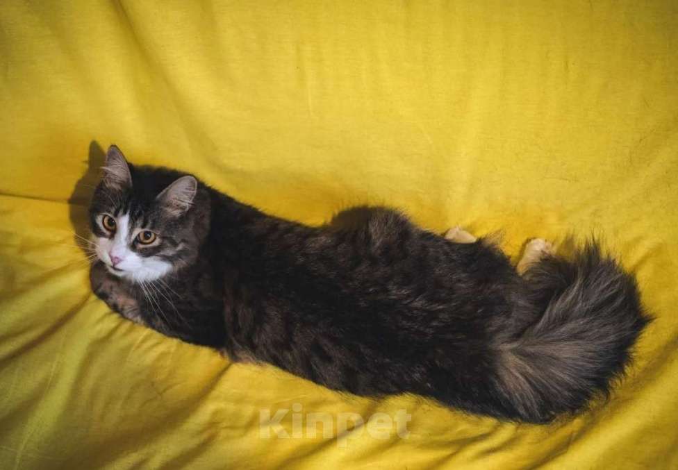 Кошки в Москве: Пушистый котик Камыш ищет хозяина Мальчик, Бесплатно - фото 1