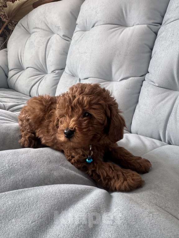 Собаки в Москве: То пудель мальчик 💙 Мальчик, 60 000 руб. - фото 2