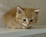 Кошки в Звенигороде: Очаровательный рыжий котенок ищет дом семью Мальчик, Бесплатно - фото 5