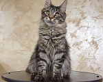 Кошки в Омске: Котята мейн-кун  Девочка, 25 000 руб. - фото 2