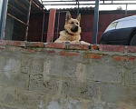 Собаки в Курске: Кобель для вязки Мальчик, 1 руб. - фото 3
