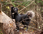 Собаки в Москве: Пушистый малыш Чегур ищет дом Мальчик, Бесплатно - фото 2