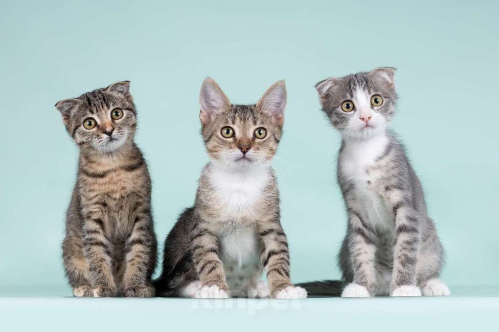 Кошки в Москве: Вислоухие котята в добрые руки Мальчик, 1 руб. - фото 3