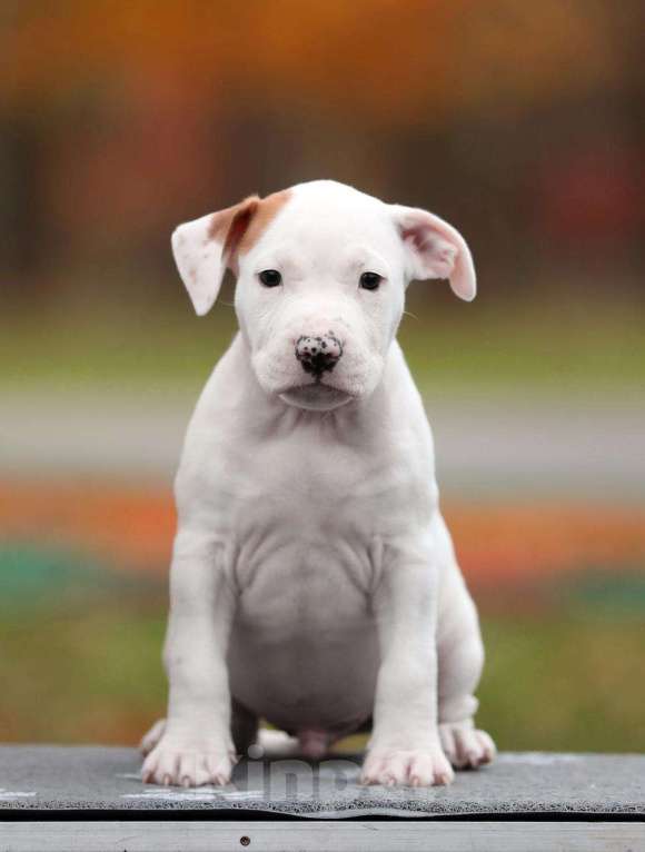 Собаки в Котельнике: Родились 12.09.2025г. Мальчики и дево Девочка, 50 000 руб. - фото 9