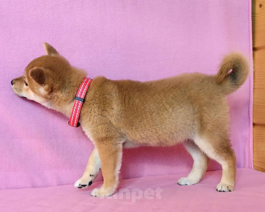 Собаки в Москве: Сиба ину. Мальчик. Мальчик, 50 000 руб. - фото 6