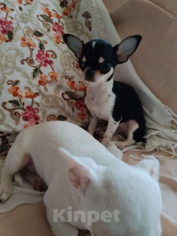 Собаки в Орле: Мини девочка, чихуахуа.  Девочка, 35 000 руб. - фото 4