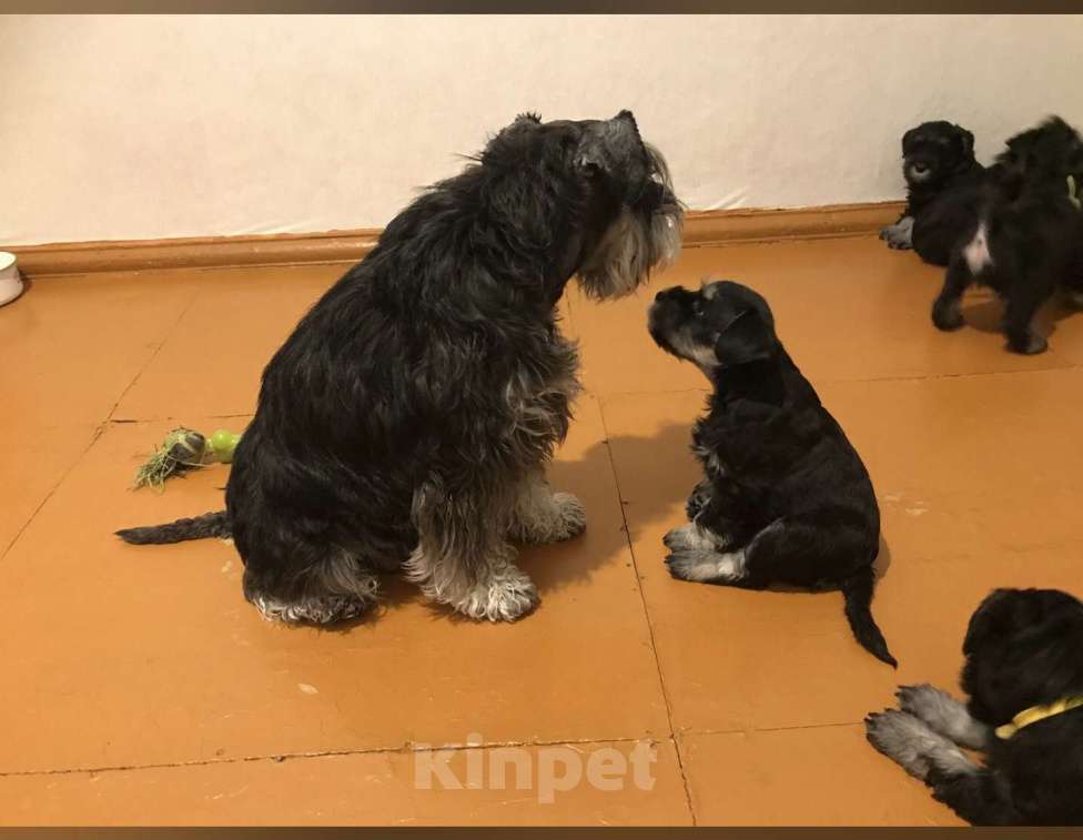 Собаки в Якутске: Малышки  Девочка, 45 000 руб. - фото 2