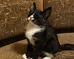 Кошки в Смоленске: Котенок 3 месяца  Девочка, 100 руб. - фото 3