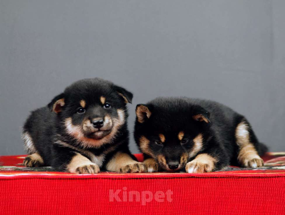 Собаки в других городах Ленинградской области: Отличные породистые щенки Сиба-ину Мальчик, Бесплатно - фото 2