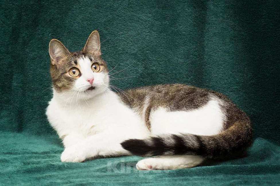 Кошки в Москве: Самая ручная кошечка Девочка, Бесплатно - фото 3