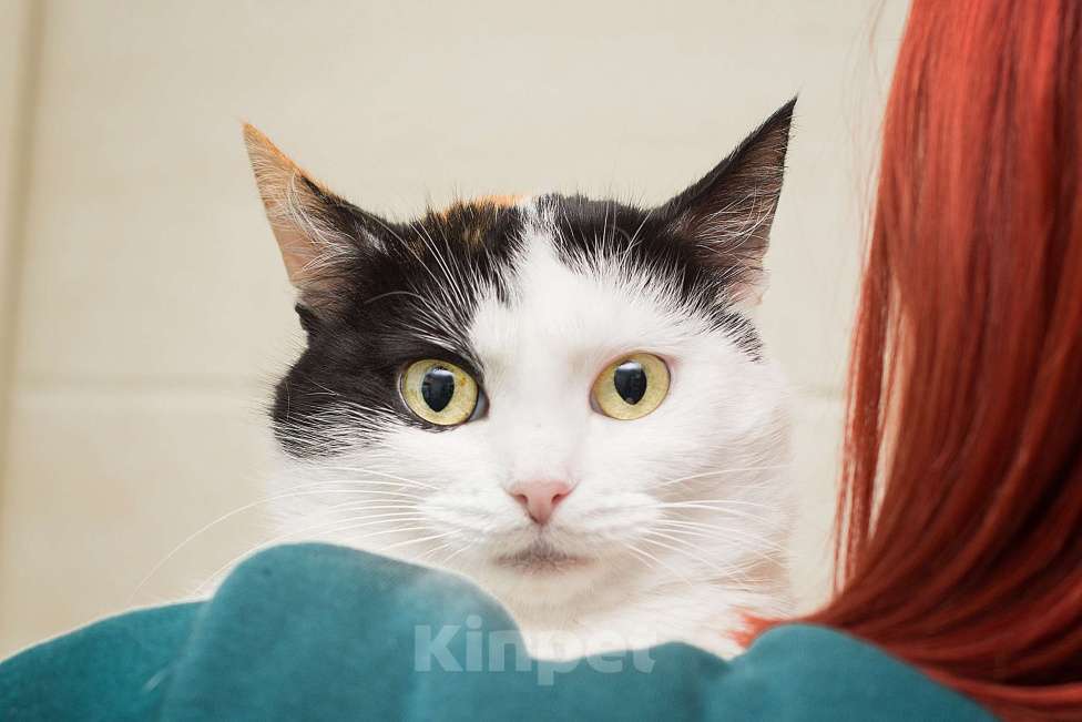 Кошки в Москве: Элис очень хочет домой Девочка, Бесплатно - фото 2