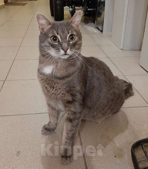 Кошки в Москве: Серая кошка Таисия в добрые руки Девочка, 1 руб. - фото 3