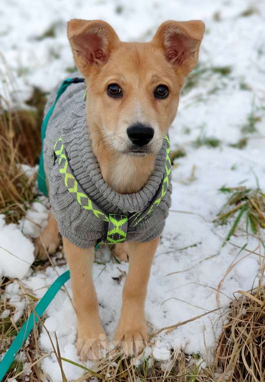Собаки в Москве: Небольшая девочка щенок Девочка, Бесплатно - фото 8