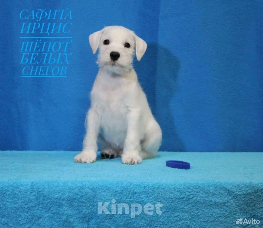 Собаки в Омске: Щенки цвергшнауцера Мальчик, Бесплатно - фото 4