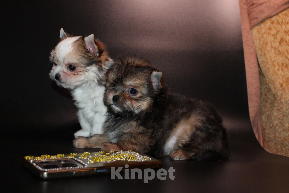 Собаки в Омске: Мальчик с пальчик Мальчик, 35 000 руб. - фото 3