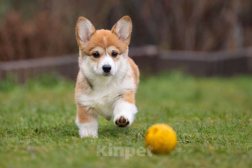 Собаки в других городах Ярославской области: Вита Приора Мальвазия Девочка, 80 000 руб. - фото 5