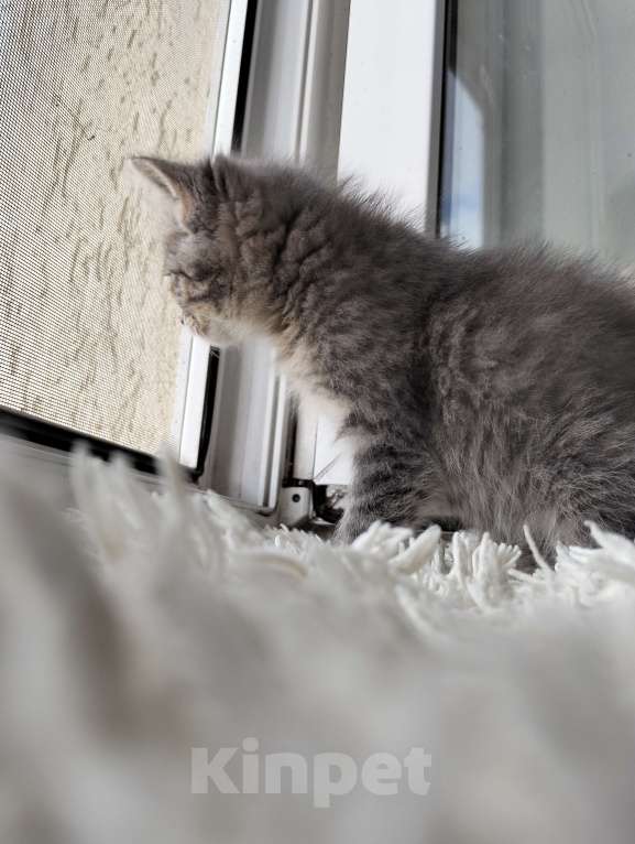 Кошки в Альметьевске: Пропал котенок Мальчик, Бесплатно - фото 2