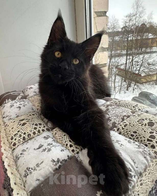 Кошки в Санкт-Петербурге: Продажа мейн-кун питомник Мальчик, 50 000 руб. - фото 2