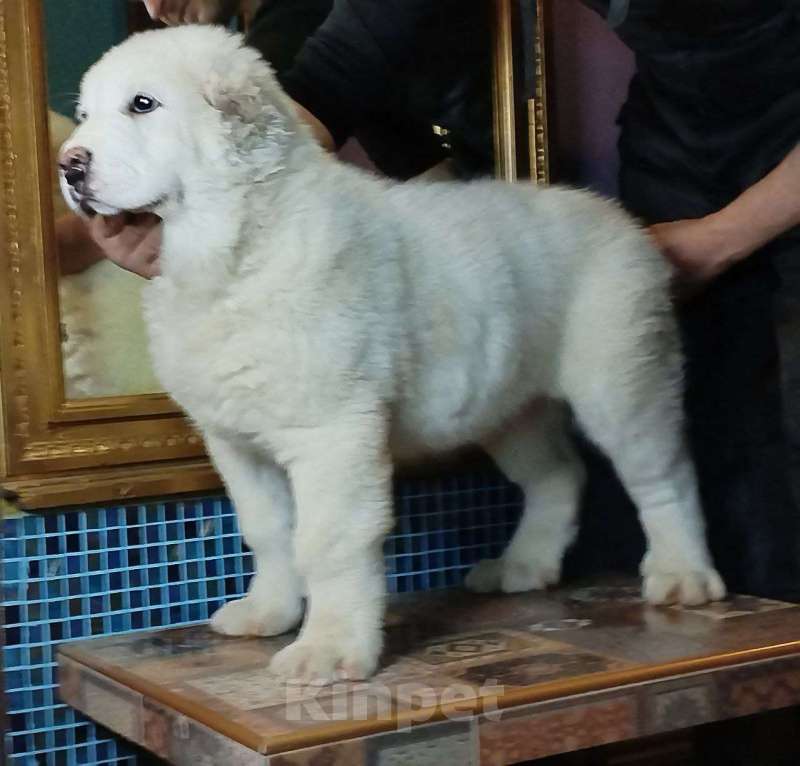 Собаки в других городах Ленинградской области: Щенок САО(Алабай) Мальчик, 200 000 руб. - фото 2
