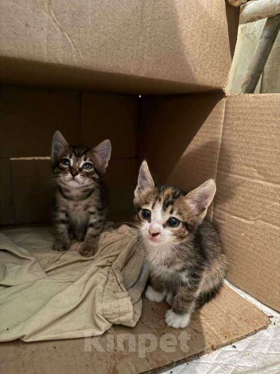 Кошки в Новосибирске: Пристраиваем найденных котят Мальчик, Бесплатно - фото 3