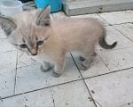 Кошки в Ульяновске: Котят в добрые руки Девочка, Бесплатно - фото 1