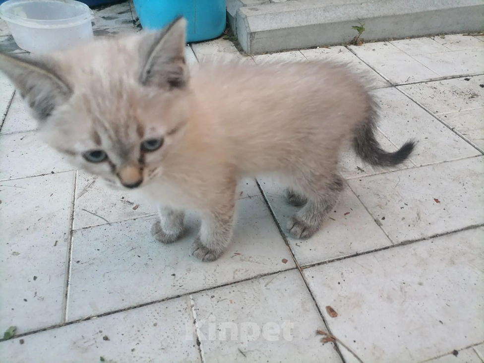 Кошки в Ульяновске: Котят в добрые руки Девочка, Бесплатно - фото 1