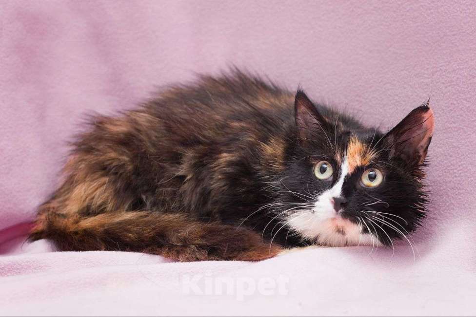 Кошки в Москве: Пушистая черепаховая кошечка ищет дом и любящую семью Девочка, Бесплатно - фото 2