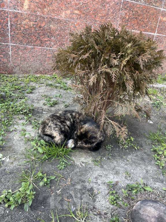 Кошки в Сочи: Булочка Девочка, Бесплатно - фото 3