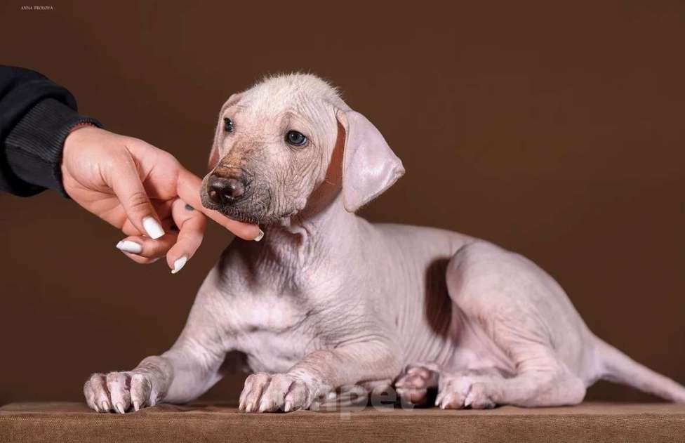 Собаки в Рыбинске: В продаже щенок ксолоитцкуинтли стандартного размера Девочка, 120 000 руб. - фото 1