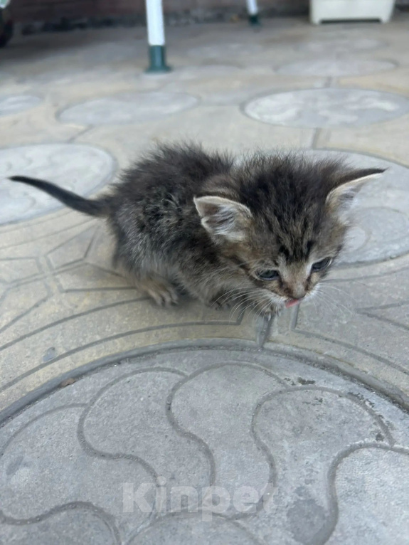Кошки в Ростове-на-Дону: Нужна семья для котенка Девочка, Бесплатно - фото 5