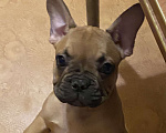 Собаки в Санкт-Петербурге: Шикарный мальчик французского бульдога  Мальчик, 45 000 руб. - фото 2