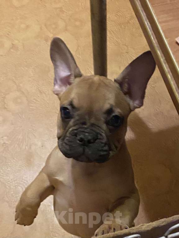 Собаки в Санкт-Петербурге: Шикарный мальчик французского бульдога  Мальчик, 45 000 руб. - фото 2