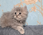 Кошки в Ярославле: Кошечка дымчатая Девочка, 1 000 руб. - фото 3